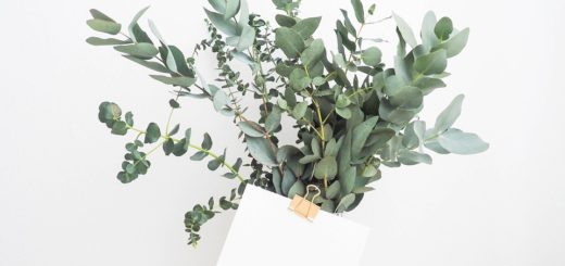 jak eucalyptus zařadit do domácnosti
