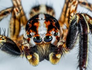 Zajímavosti o pavoucích
