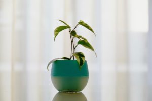 Proč se v bytě nedaří pokojovým rostlinám? Chyby dělají samotní pěstitelé