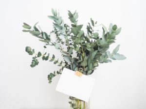 jak eucalyptus zařadit do domácnosti