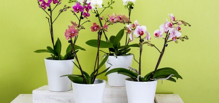 Orchidej