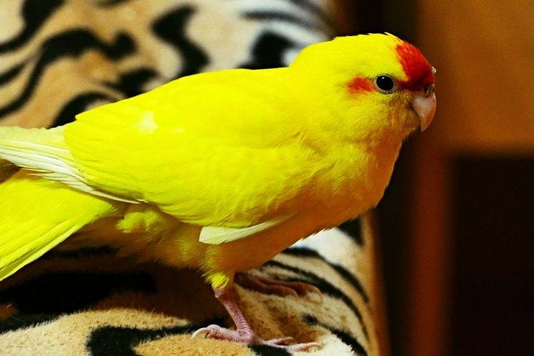 Chcete mít doma společníka? Zvažte papouška kakariki