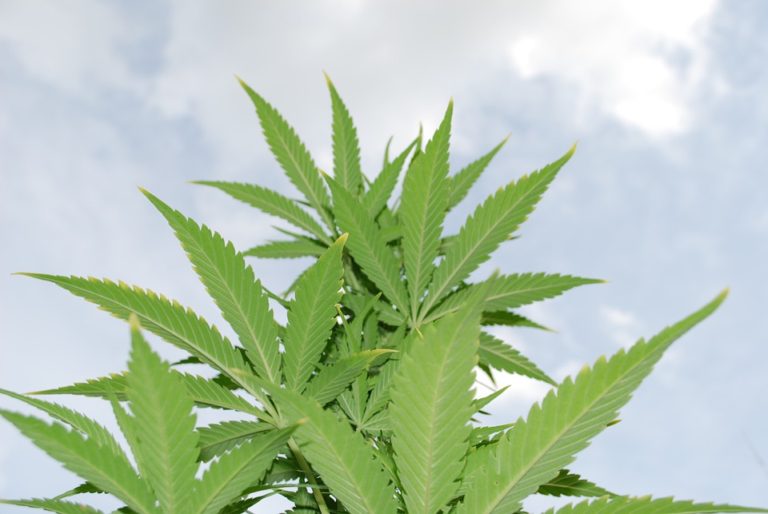 Co je to CBD?