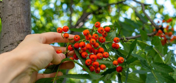 Jeřáb moravský sladkoplodý jako součást vaší zdravé zahrady