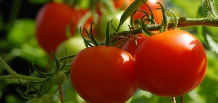 Jak pěstovat rajčata? Neotálejte s výsevem