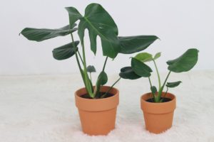 Monstera dává najevo svou nespokojenost