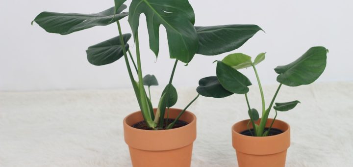 Monstera dává najevo svou nespokojenost