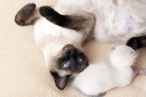 Nejpřítulnější kočičí plemena, která budou těmi nejlepšími parťáky