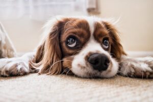 Jak zbavit svého psího společníka blech?