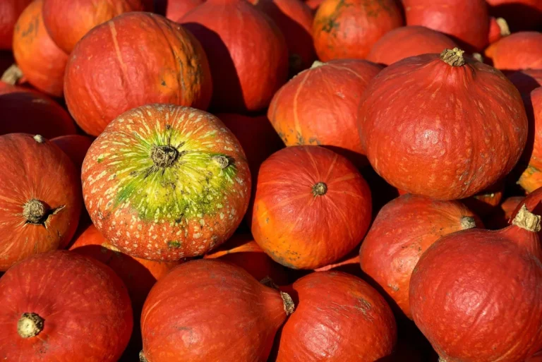 Dýně Hokkaido v kuchyni: polévka, pečení a chytré využití celého plodu